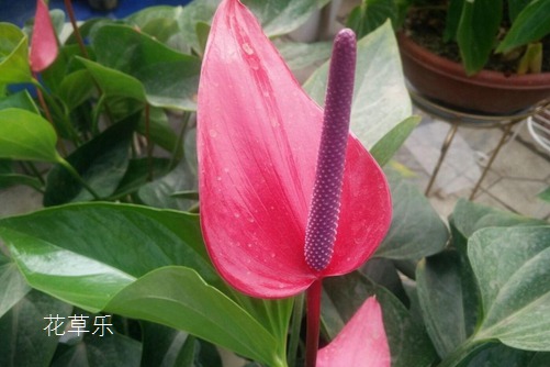 卵巢护理无码精品日韩中文字幕，女性健康的秘密花园