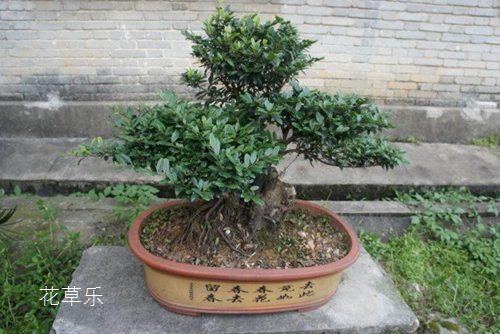 索尼NEX5R镜头语无码精品日韩中文字幕，解读微单摄影的艺术密码